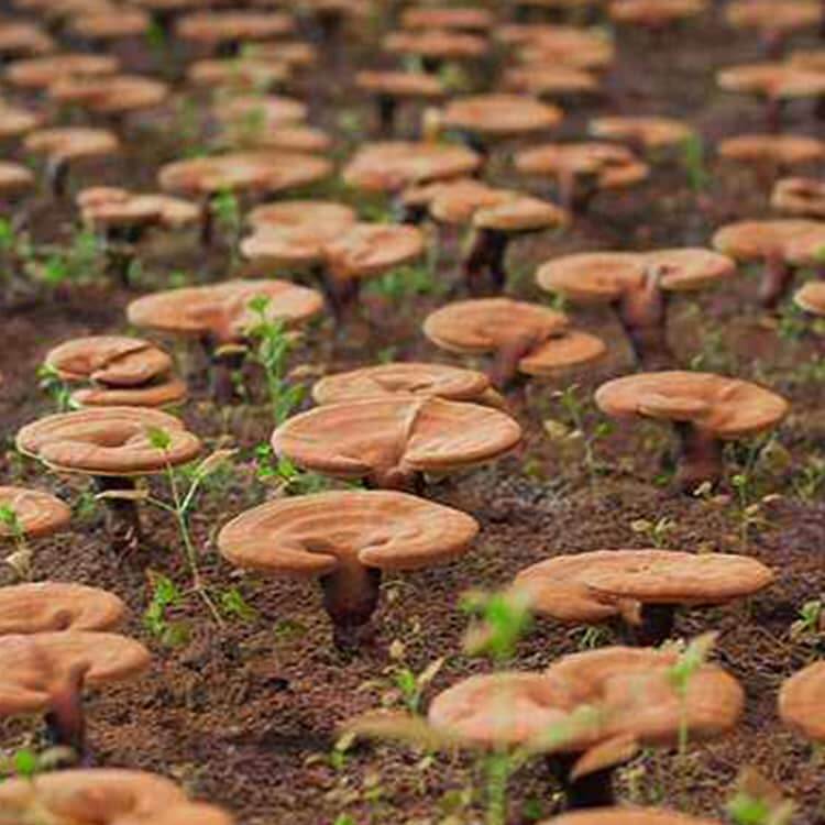 Red Reishi Mushrooms Health & Beauty:Vitamins & Lifestyle Supplements:Vitamins & Minerals British Vitamins