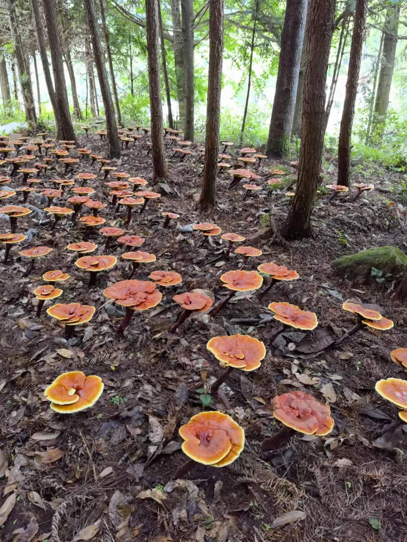 Red Reishi Mushrooms Health & Beauty:Vitamins & Lifestyle Supplements:Vitamins & Minerals British Vitamins